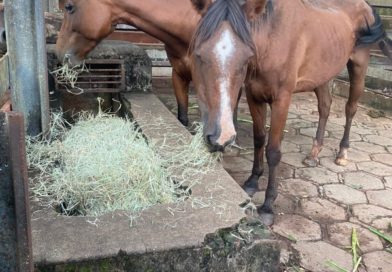Pederneiras – Secretaria Municipal de Meio Ambiente salva cavalos de maus tratos